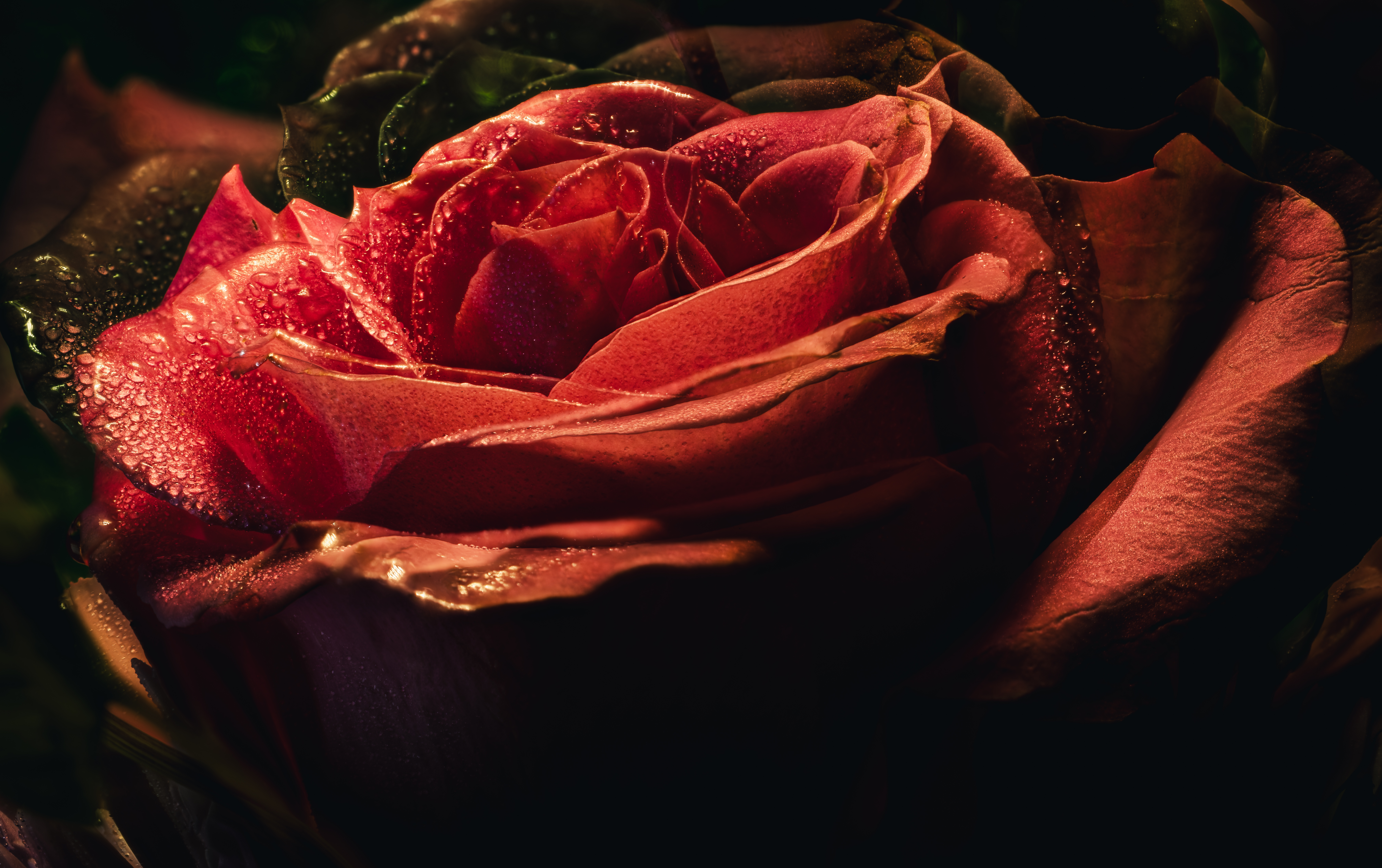 rose.jpg